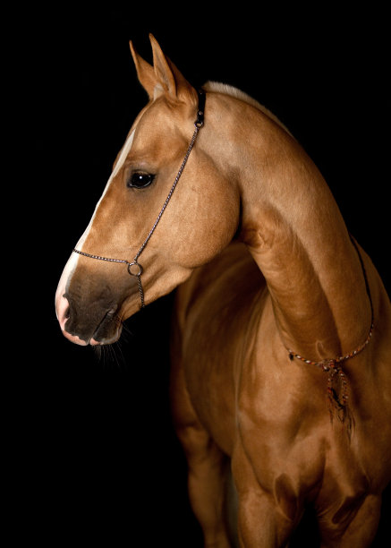 阿卡-塔克马孤立在黑色背景上图片下载