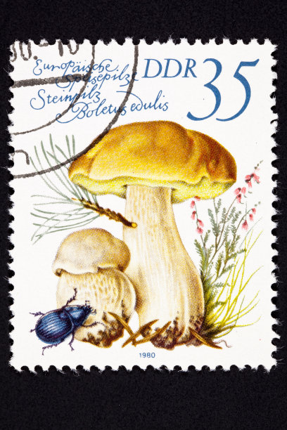 取消了东德邮票，牛肝菌菇，Cep图片下载