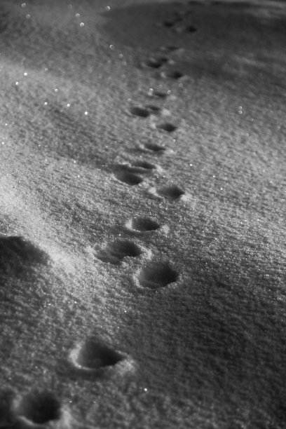 兔子脚印图片下载