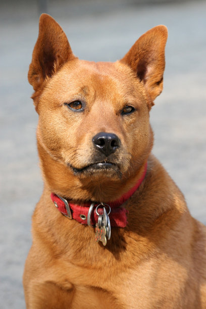 红色食物珍岛图片下载