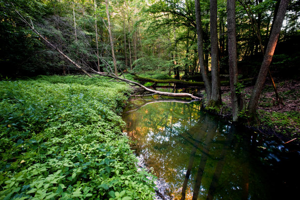 森林中的小河图片下载