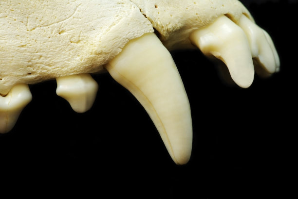 犬类方图片下载