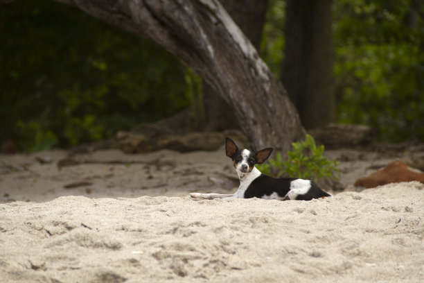 在海滩上晒太阳的吉娃娃图片下载