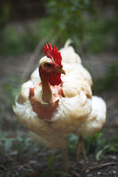 政变中的白鸡图片下载