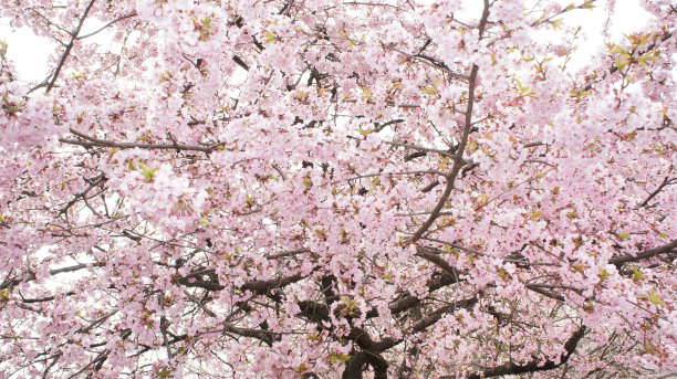 樱花，樱花，日本图片下载