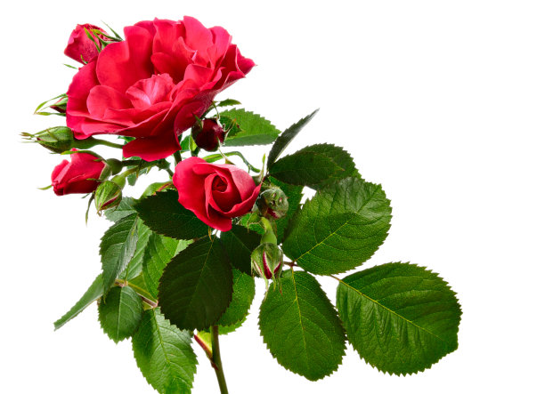 玫瑰花照片素材ID：104096452