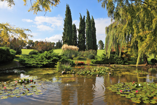 池塘中垂柳柏树图片下载
