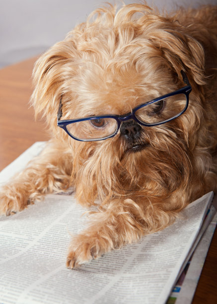 严重的狗图片下载