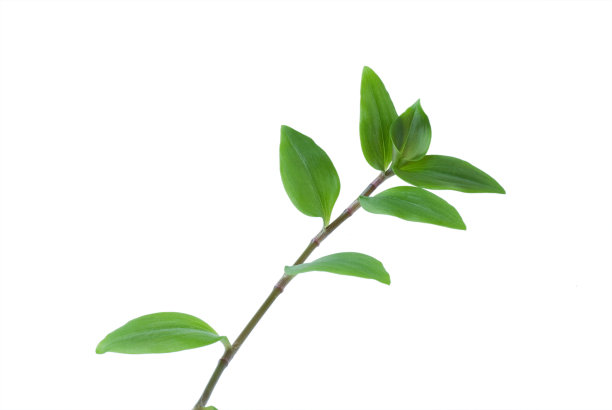 紫鸭跖草分支图片下载