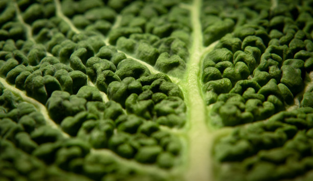 皱叶甘蓝叶图片下载