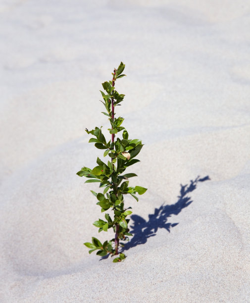 植物生长在白沙库尔尼吐图片下载