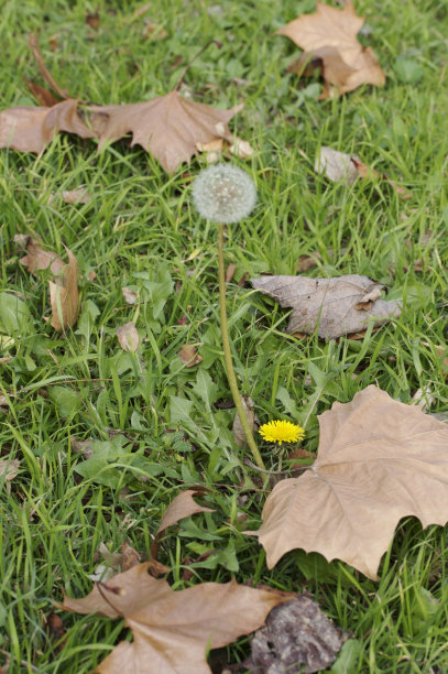 蒲公英图片下载