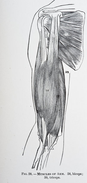 上臂肌肉图片下载