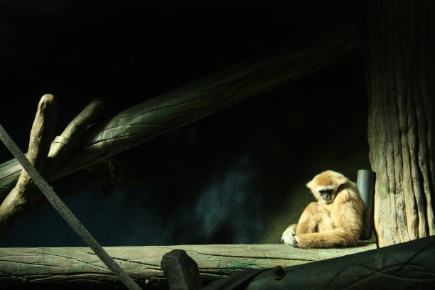 被囚禁图片下载