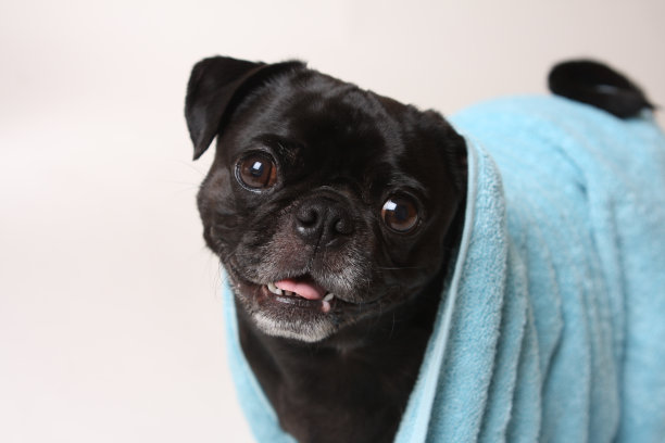 黑色的哈巴狗和蓝色的浴巾图片下载