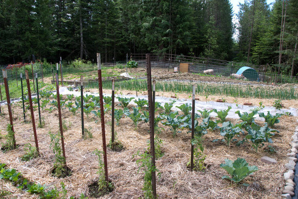 背景是猪的花园图片下载