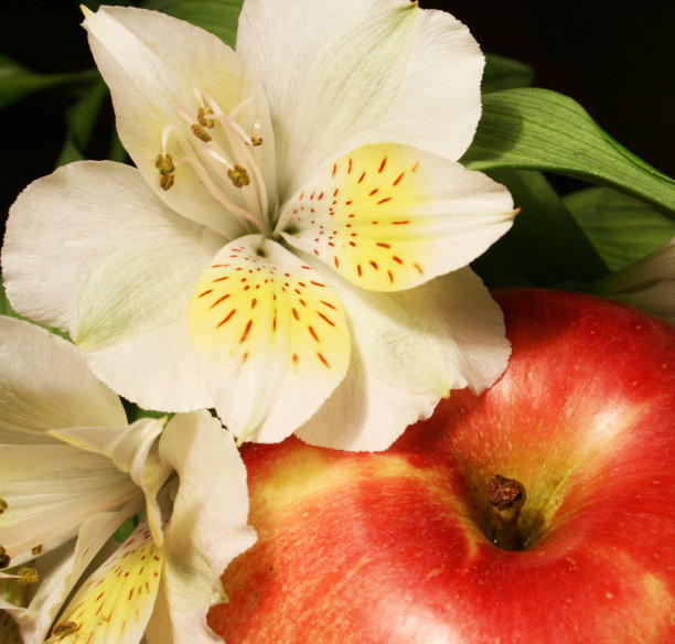 黑房间里放着红苹果和白花图片下载