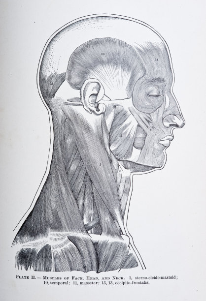 头部、面部和颈部的肌肉图片下载