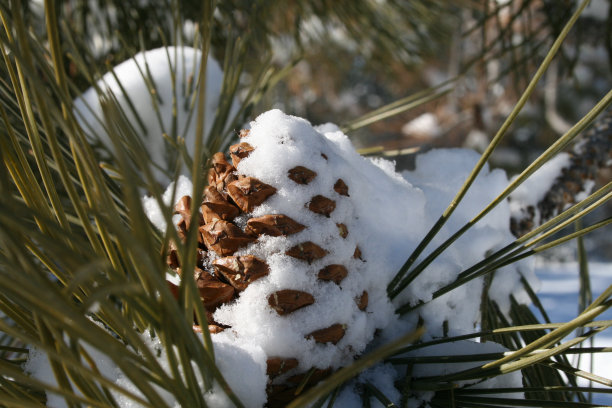 积雪松果图片下载