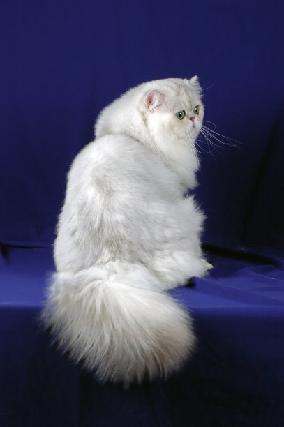 波斯猫坐图片下载