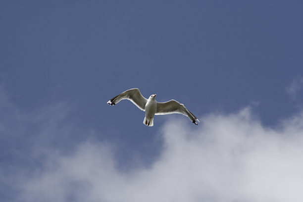 海鸥图片下载