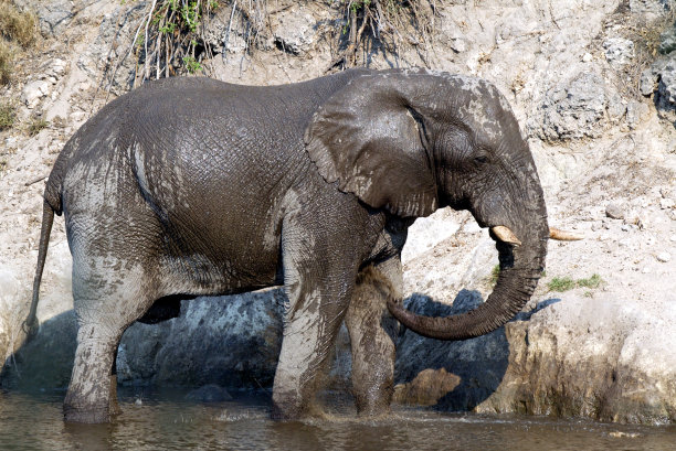 非洲象(非洲象)图片下载