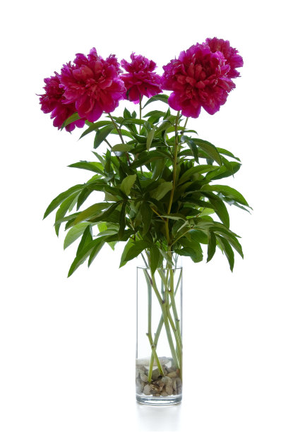 一束粉红色的花在白色，牡丹图片下载