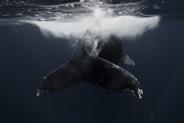 座头鲸图片下载