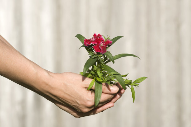 花植物图片下载