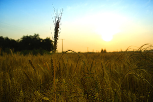 麦田图片下载