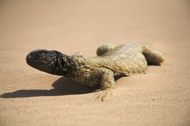 蜥蜴图片下载