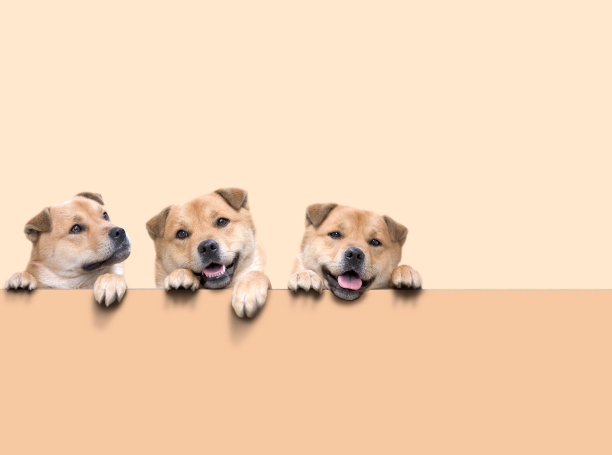 棕色的小狗通过爬门来欢迎图片下载