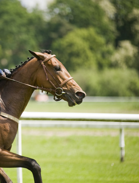 在比赛图片下载