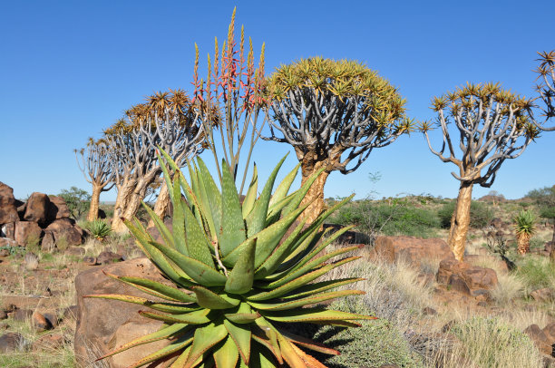 纳米比亚的箭袋树图片下载