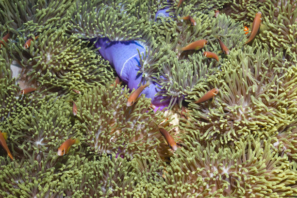 小丑鱼图片下载