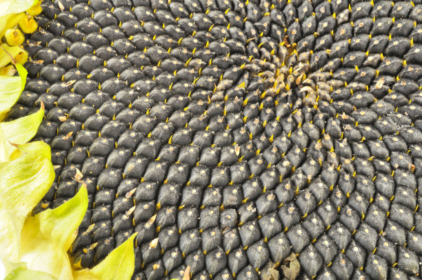 向日葵与黑色种子特写图片下载