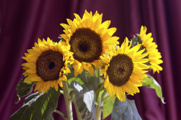 向日葵图片下载