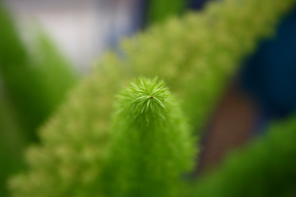 蕨类植物提示图片下载