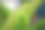 蕨类植物提示图片下载