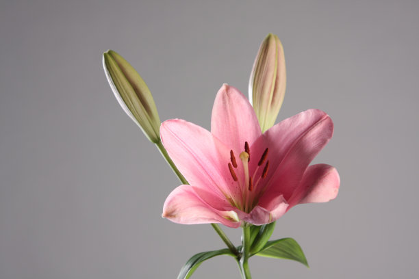 粉红百合静物画图片下载