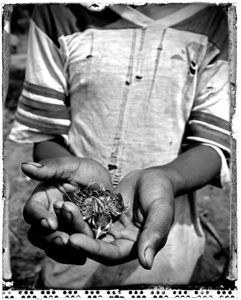 男孩手中的鸟图片下载