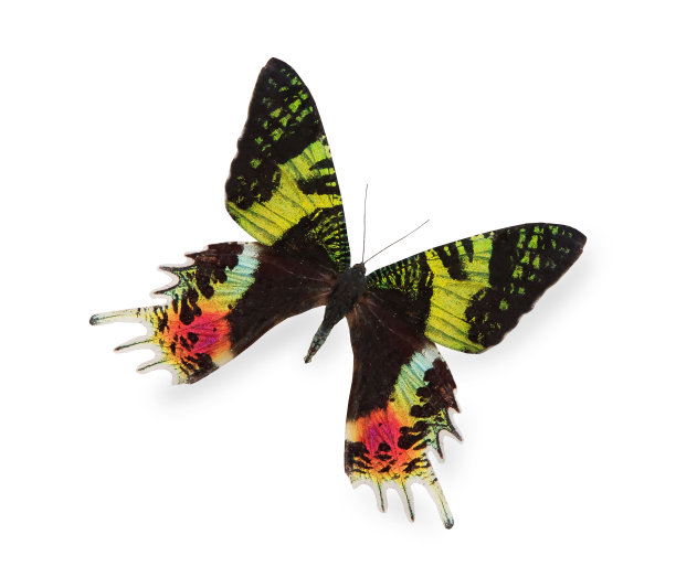 孤立在白色上的热带蝴蝶图片下载