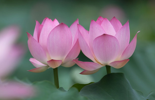 两朵盛开的荷花的特写照片图片下载