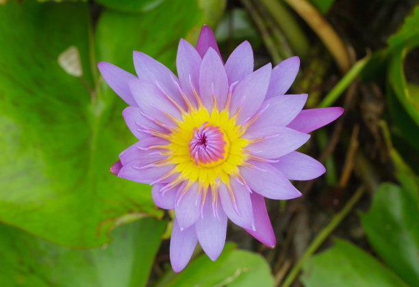 紫色睡莲图片下载