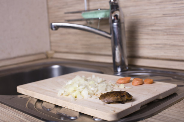 厨房蟑螂成灾图片下载