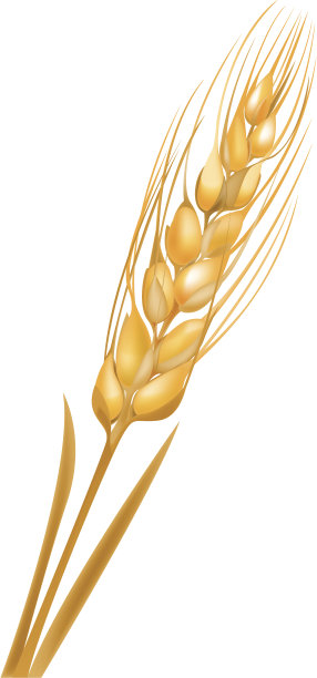 耳朵的小麦素材图片