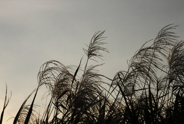 秋天的黄昏。图片下载