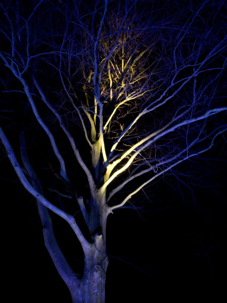 发光的树图片下载