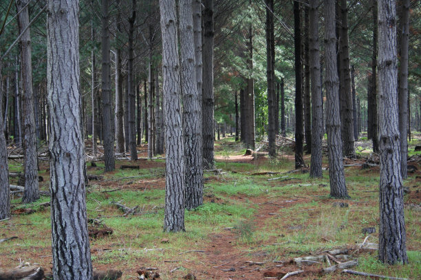 松林图片下载