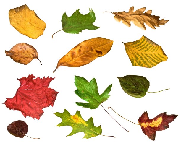 秋天树叶拼贴画图片下载